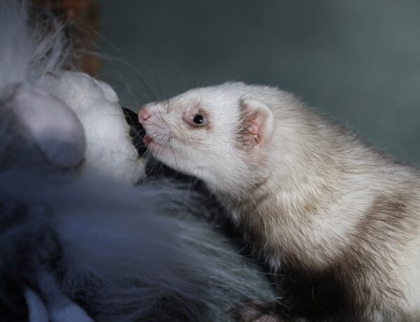 How To Get Rid Of Fleas On Ferrets