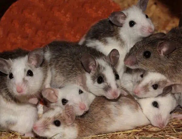 How Many Babies Do Rats Have