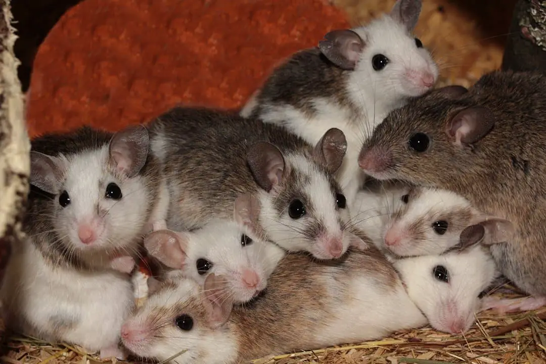 How Many Babies Do Rats Have