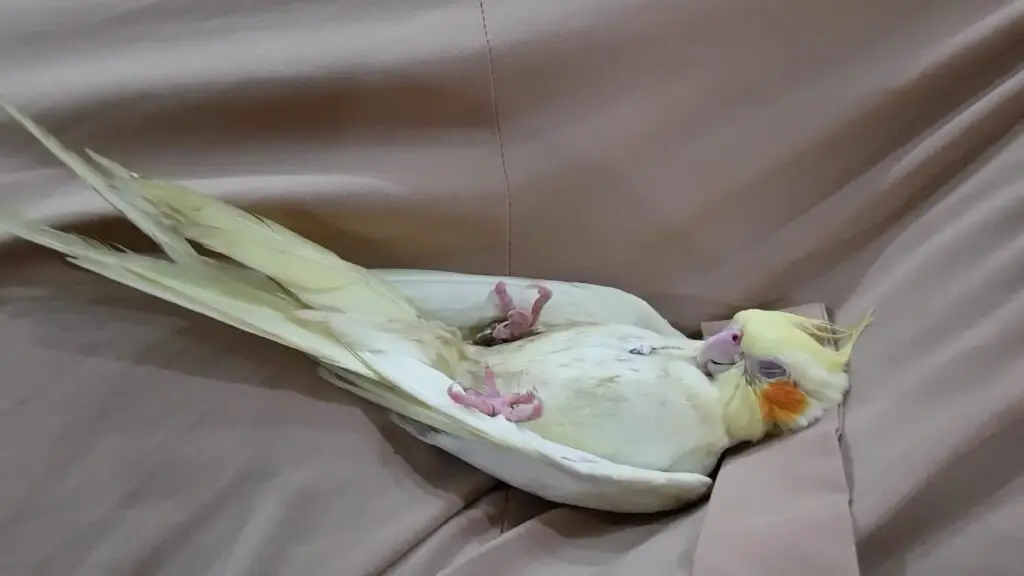 How Do Cockatiels Sleep