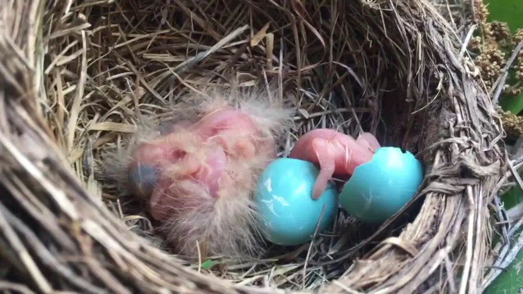How Long Does It Take To Hatch Robin Eggs