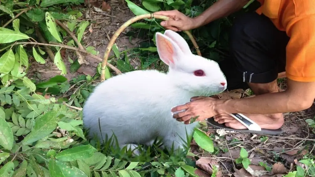 How To Make A Snare For Rabbits