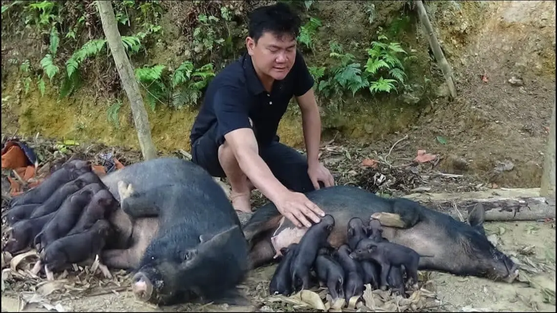 How To Take Care Of Pigs