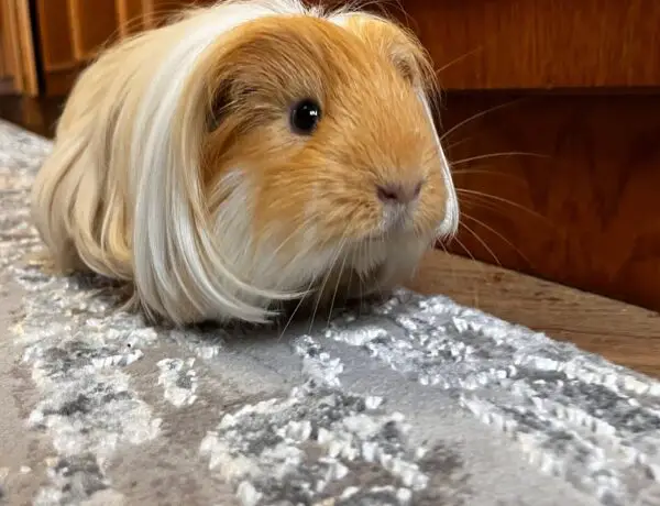 Can Guinea Pigs Live Alone