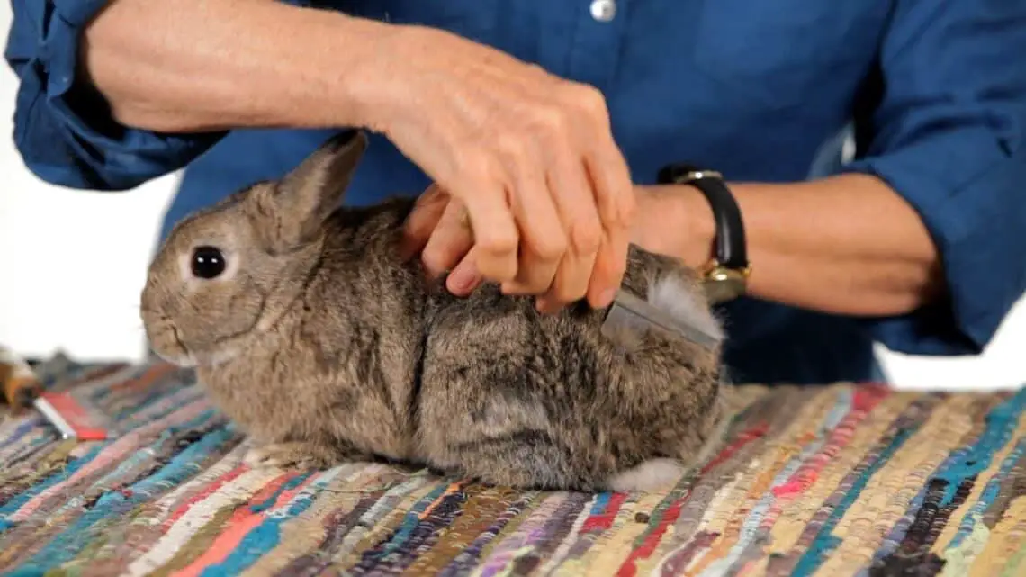 How To Cut Rabbit Nails