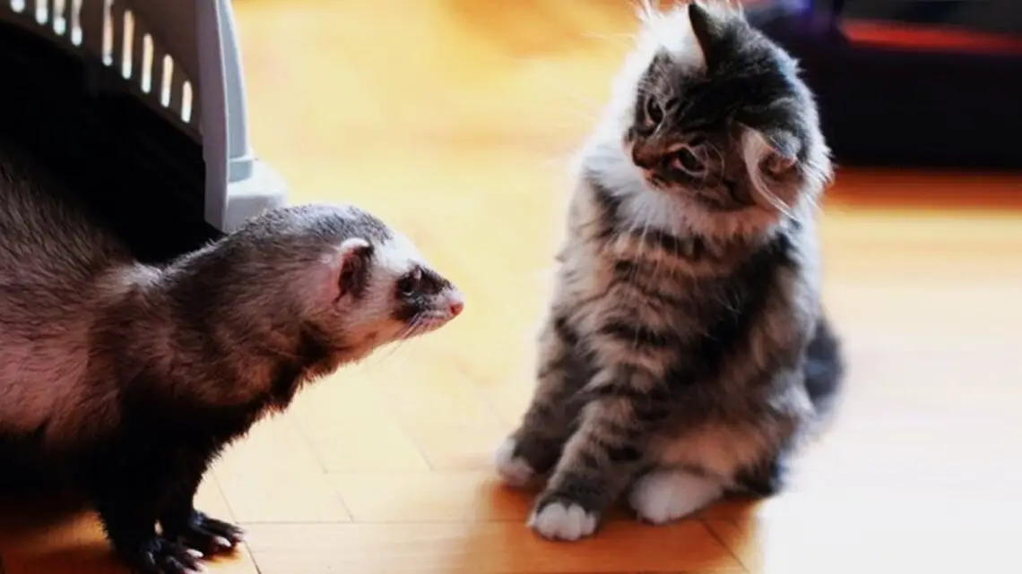 Can Ferrets Live With Cats