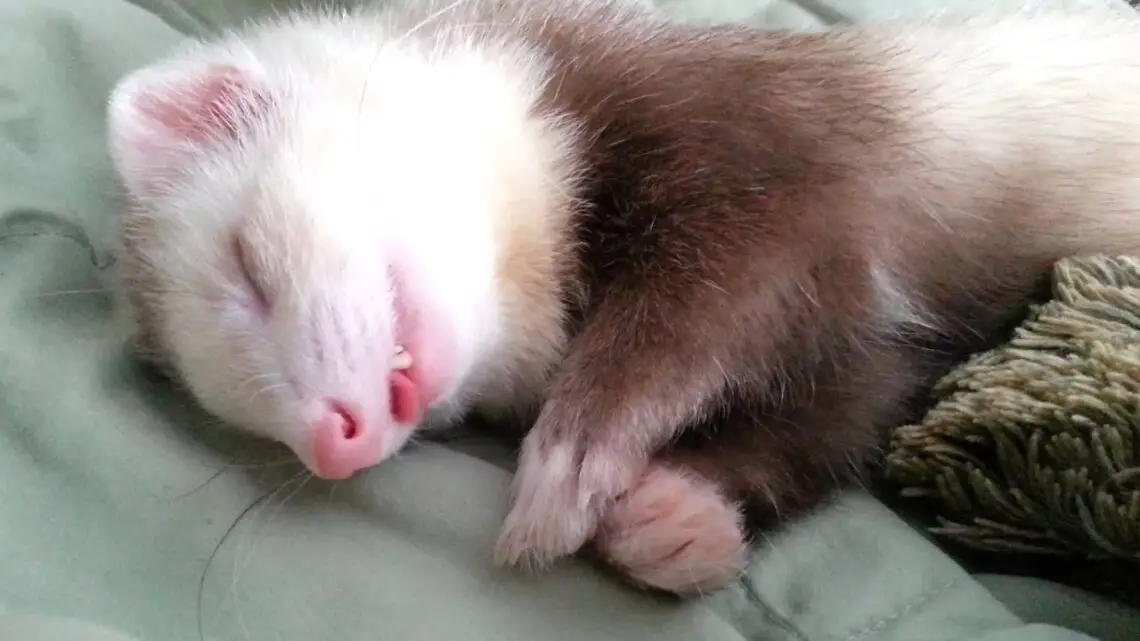 Do Ferrets Sleep More In The Winter