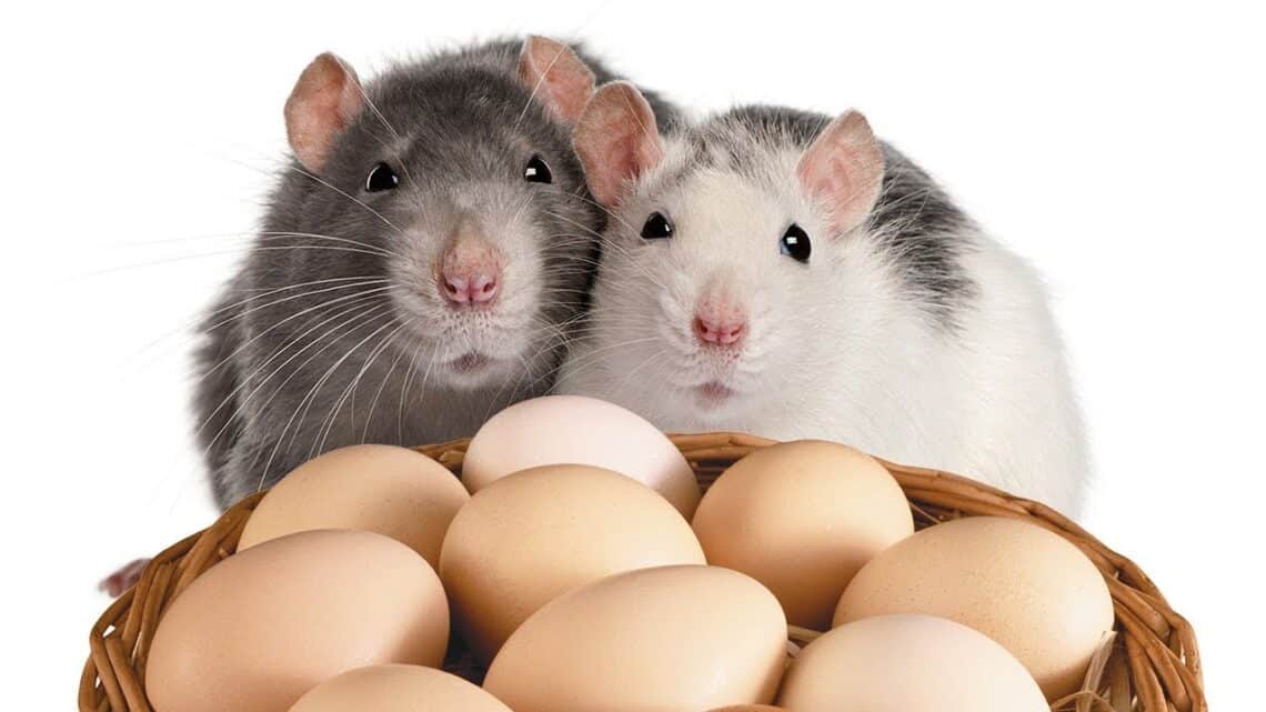 Do Rats Lay Eggs