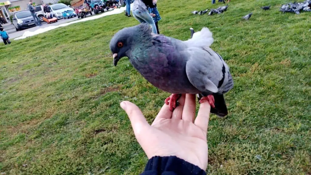 How Do Pigeons Return Home