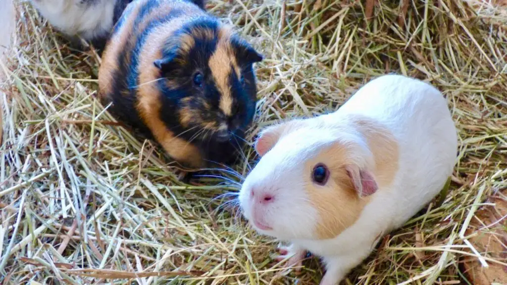 How To Bond With Guinea Pigs