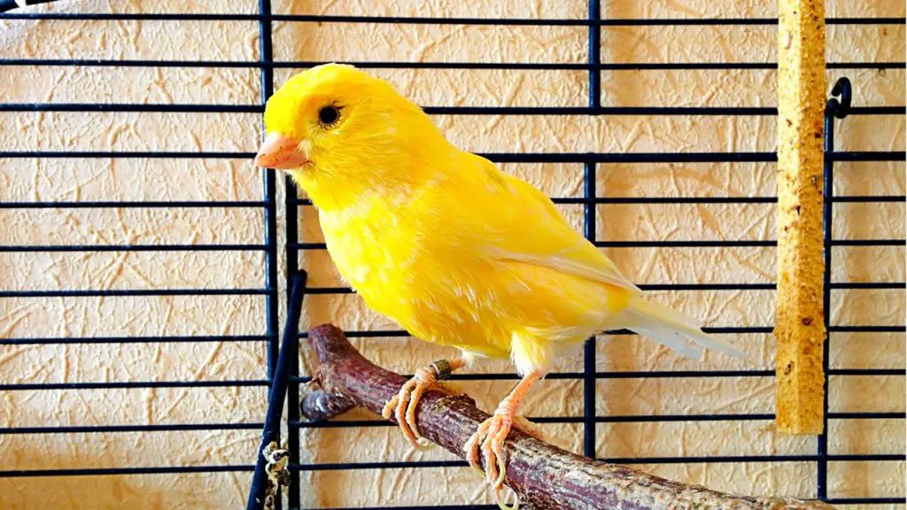 Are Canaries Good Pets