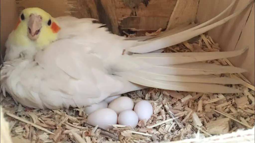 How Long Does It Take For Cockatiel Eggs To Hatch