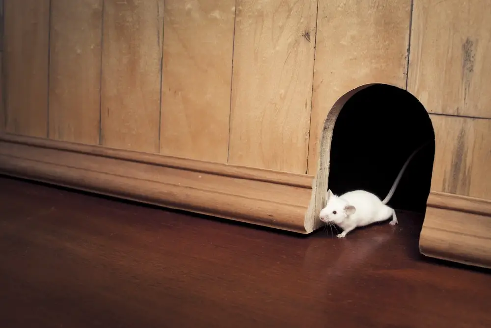 How To Get Rats Out Of Walls