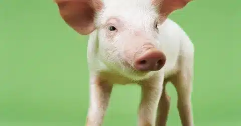 How Big Does A Mini Pig Get