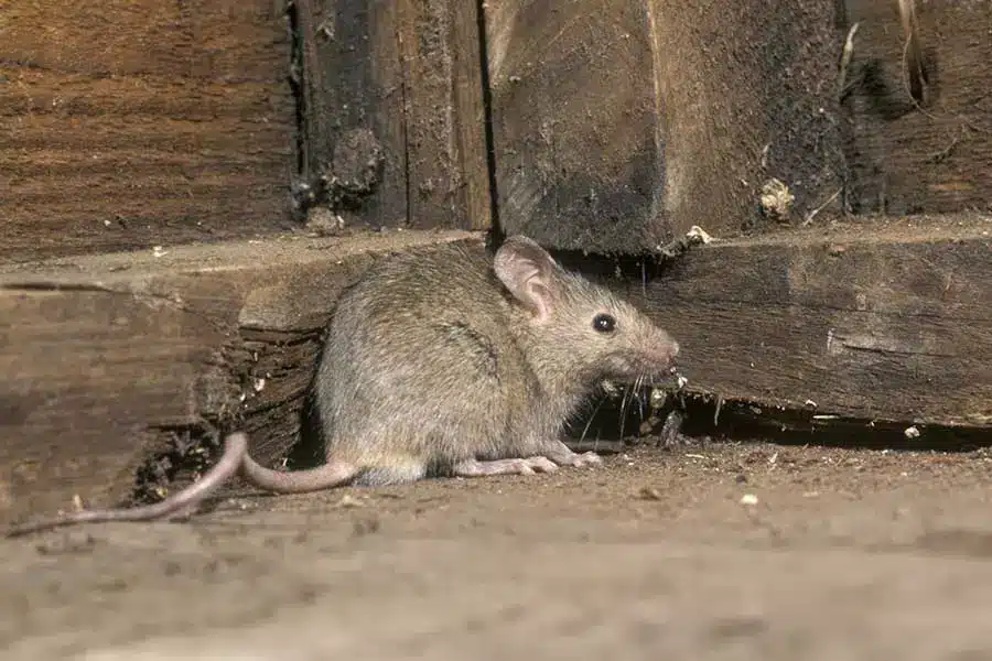 Do Rats Eat Roaches