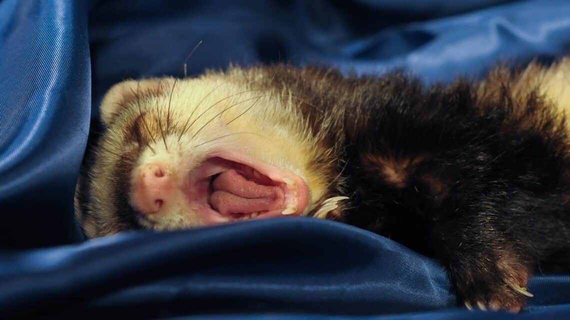 Are Ferrets Nocturnal