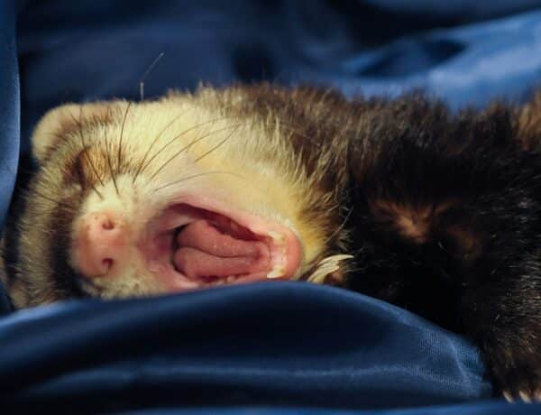 Are Ferrets Nocturnal