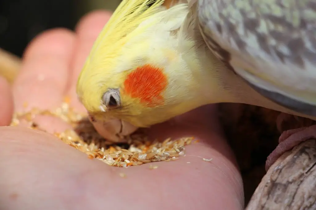 What To Feed Cockatiels