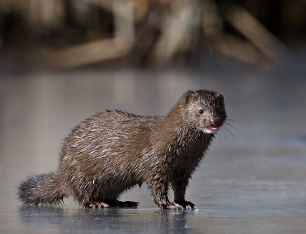 What's The Difference Between A Mink And A Ferret