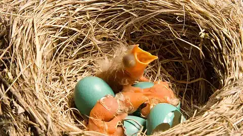 How To Keep Robins From Nesting