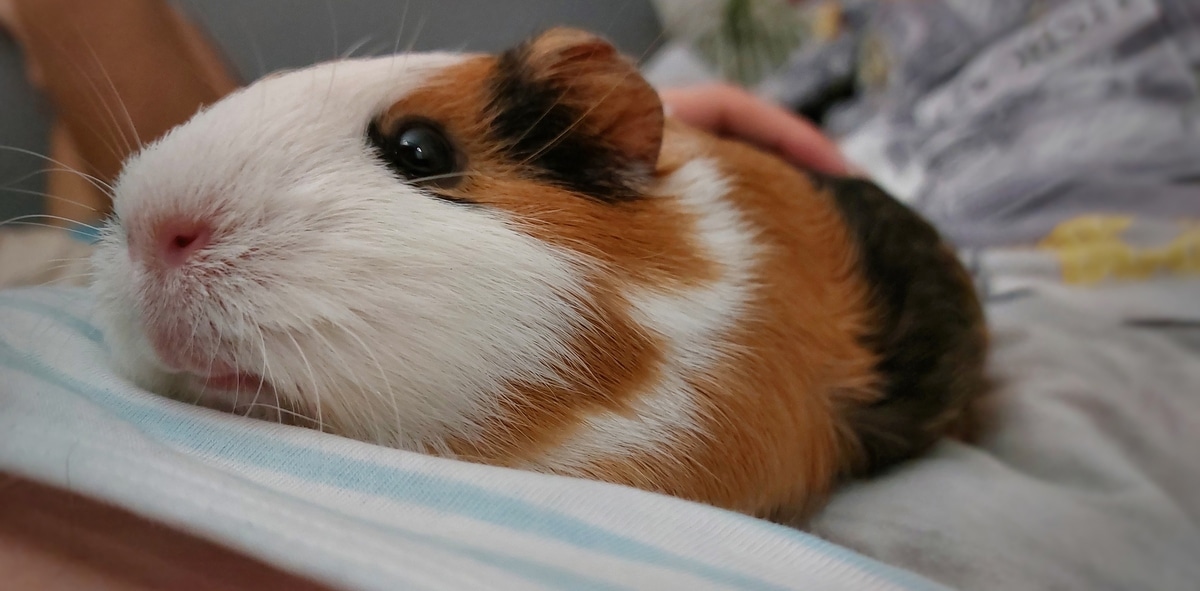 How To Bond With Guinea Pigs