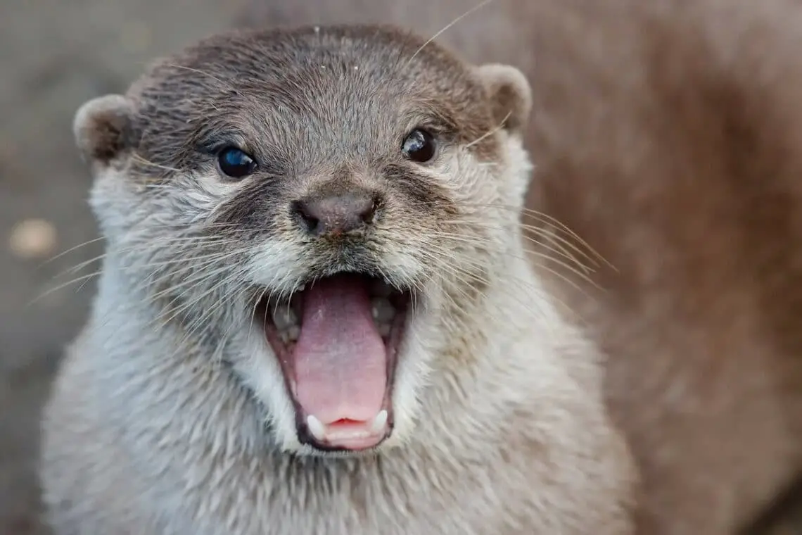 Are Ferrets And Otters Related