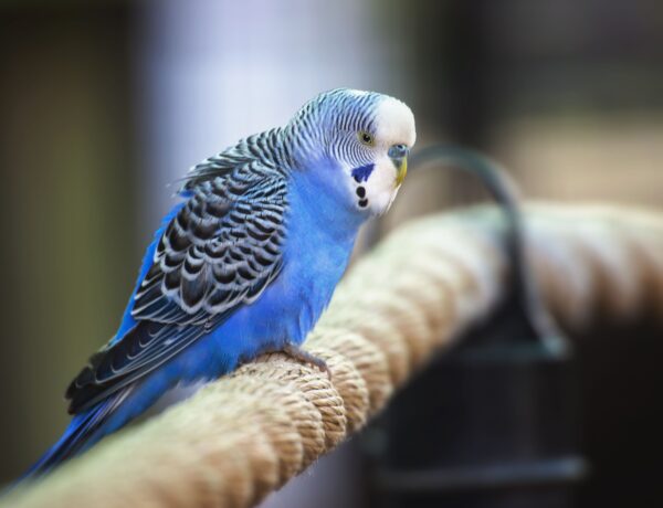 How Long Does A Blue Parakeet Live