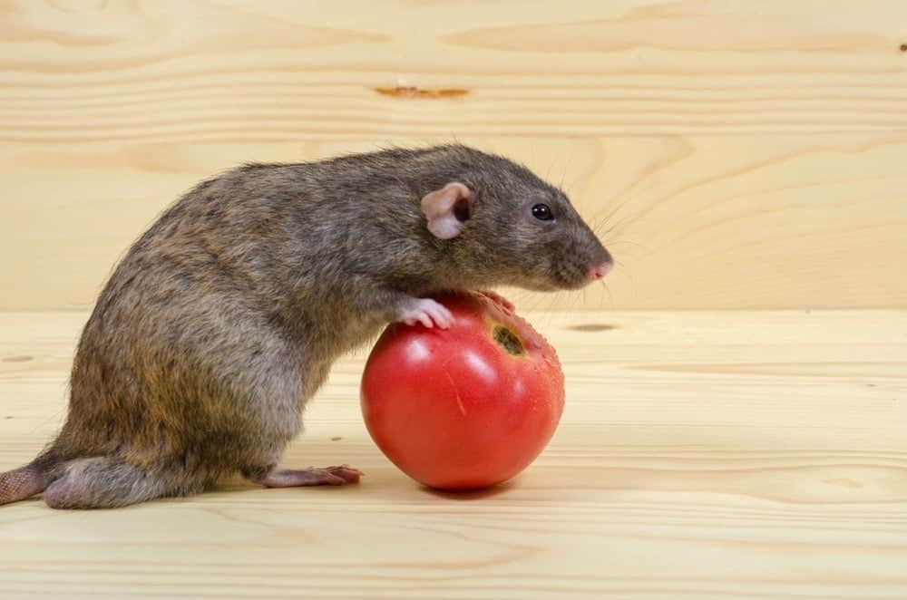 Can Rats Eat Tomatoes