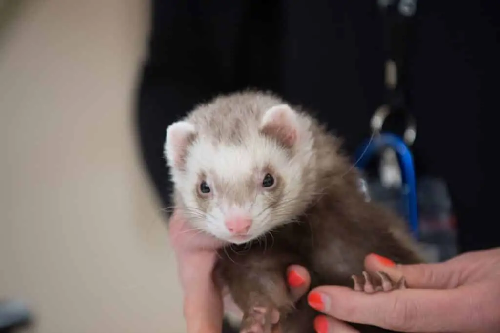 do ferrets need another ferret