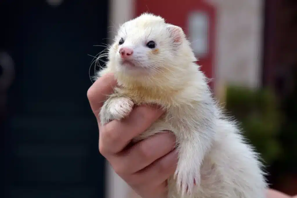 Why Are Ferrets Good Pets