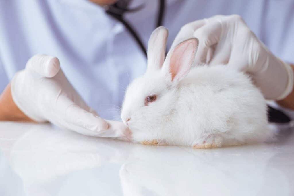 How To Clean Rabbits Feet