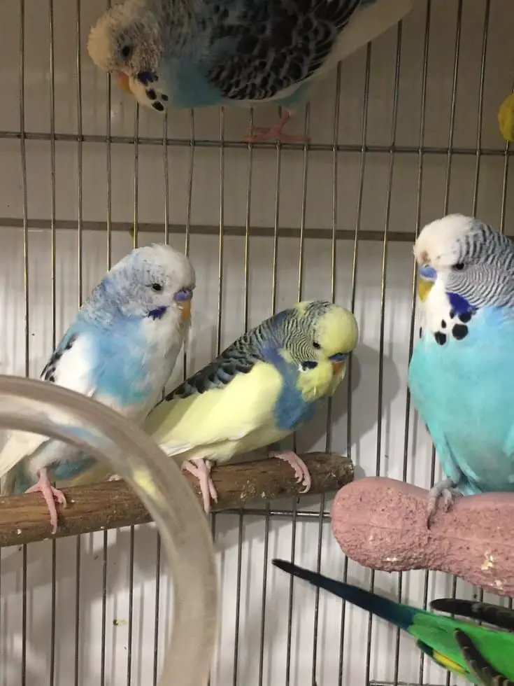 How To Make A Parakeet Nest