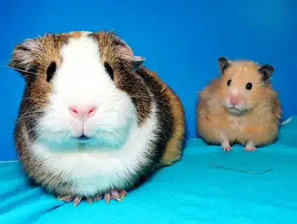 Are Guinea Pigs Related To Rats