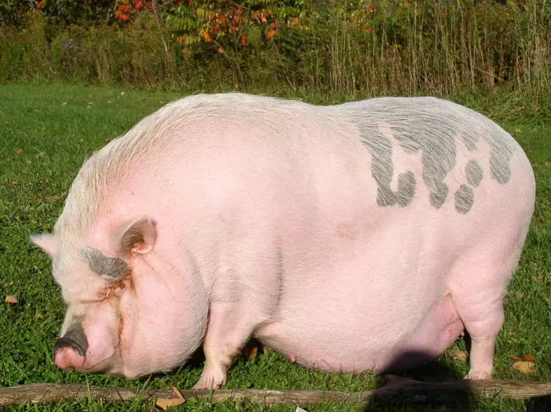 What Do Pigs Symbolize