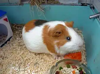 How To Keep Guinea Pig Cage Clean
