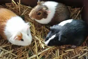 How To Keep Guinea Pig Cage Clean