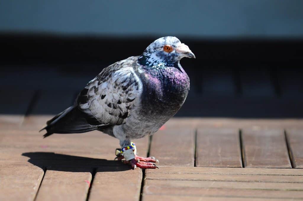 Can Pouter Pigeons Fly