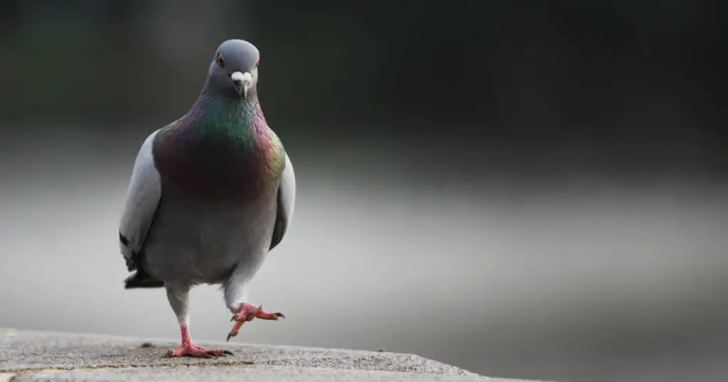 How To Help A Hurt Pigeon