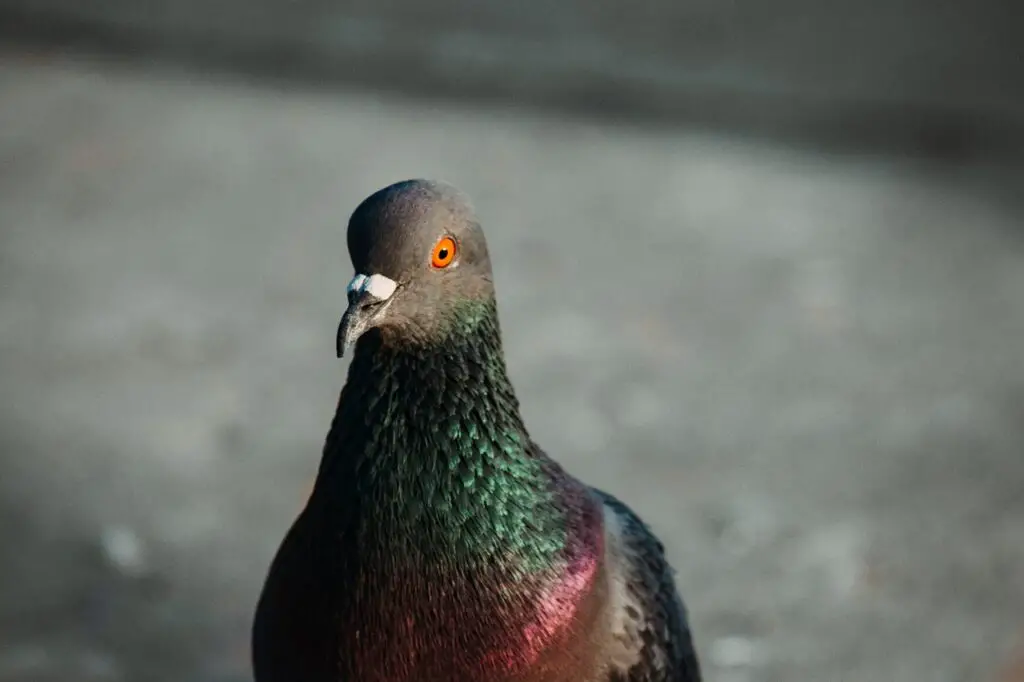 Do Pigeons Have Ears