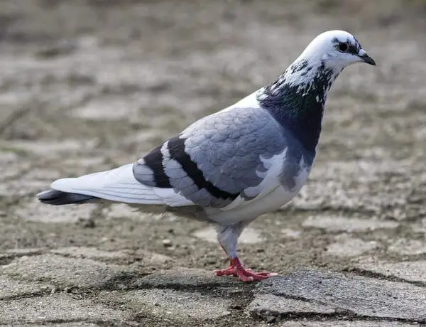 Can Pigeons Eat Peanuts
