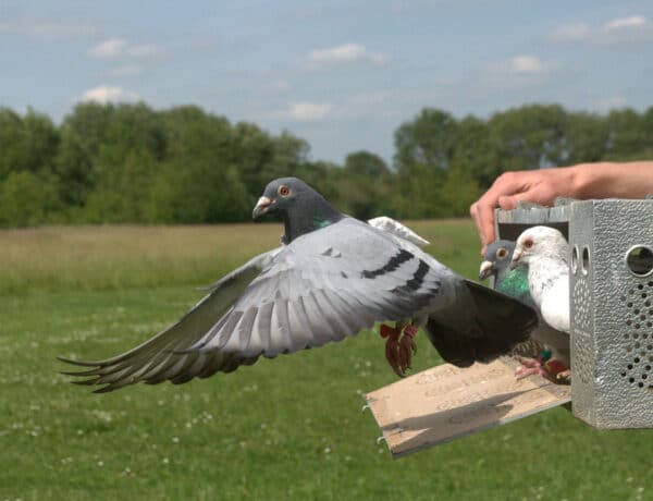 What Are Homing Pigeons