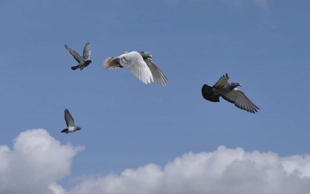 How Far Can Homing Pigeons Fly