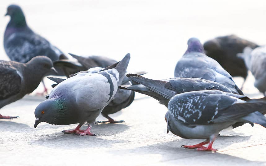 Can Pigeons Eat Peanuts