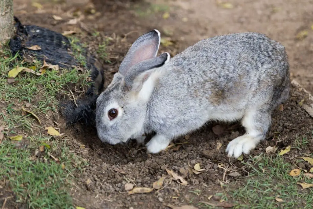 Do Rabbits Dig Holes