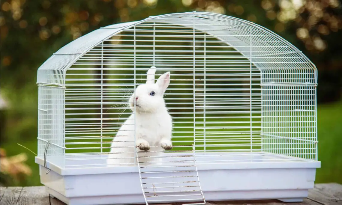 What Do Rabbits Need In Their Cage