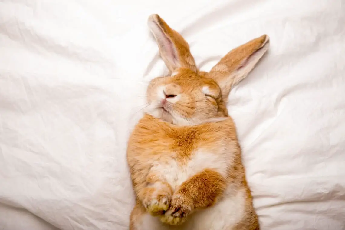 How Does A Rabbit Sleep