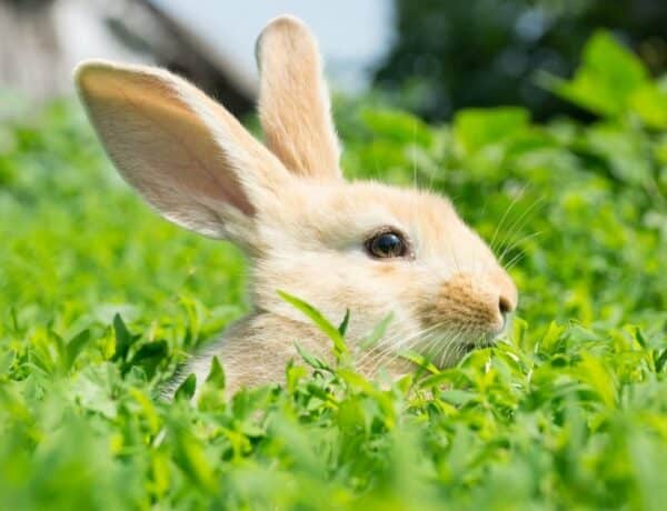 Are Rabbits Hypoallergenic