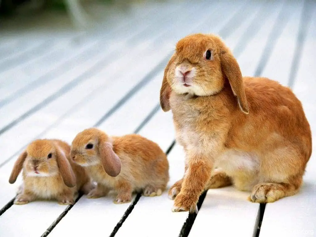 How Many In A Litter Of Rabbits