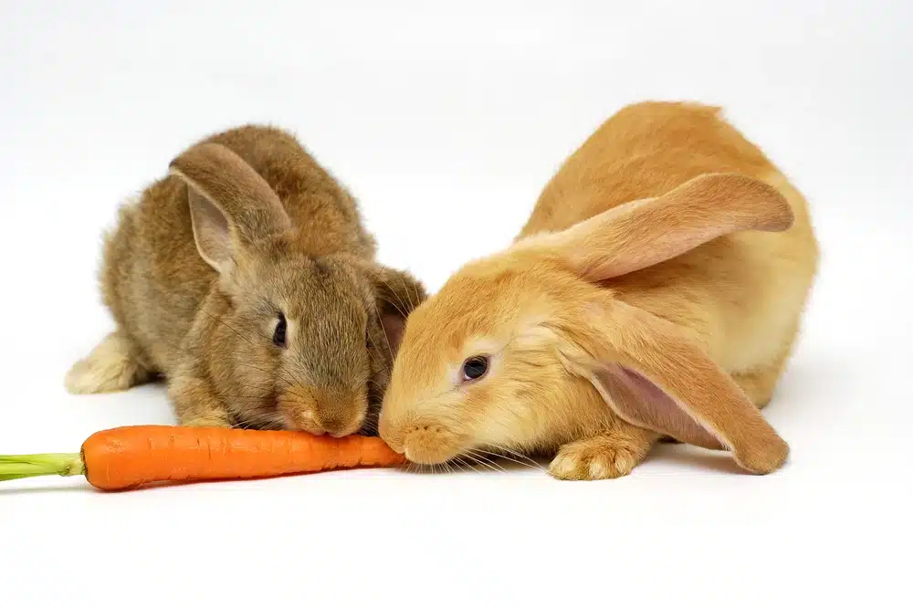Are Carrots Good For Rabbits