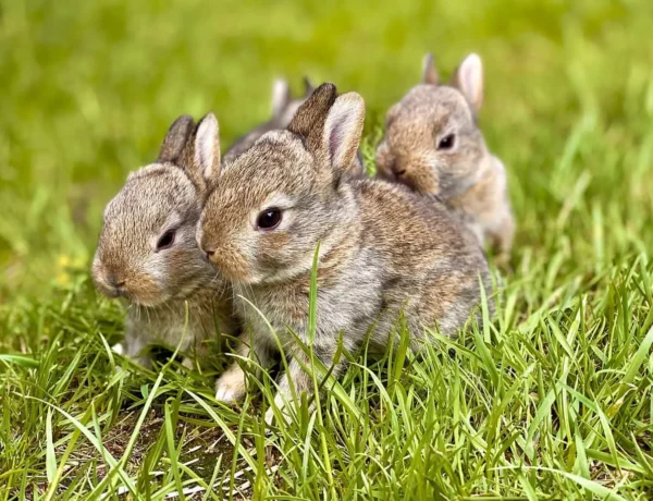 Do Rabbits Eat Their Babies